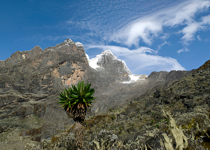 7 DAYS trek to Margherita peak/Stanely