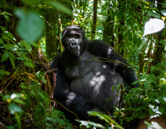 13-Day Gorillas, Wildlife, Big Five and Chimps Experience