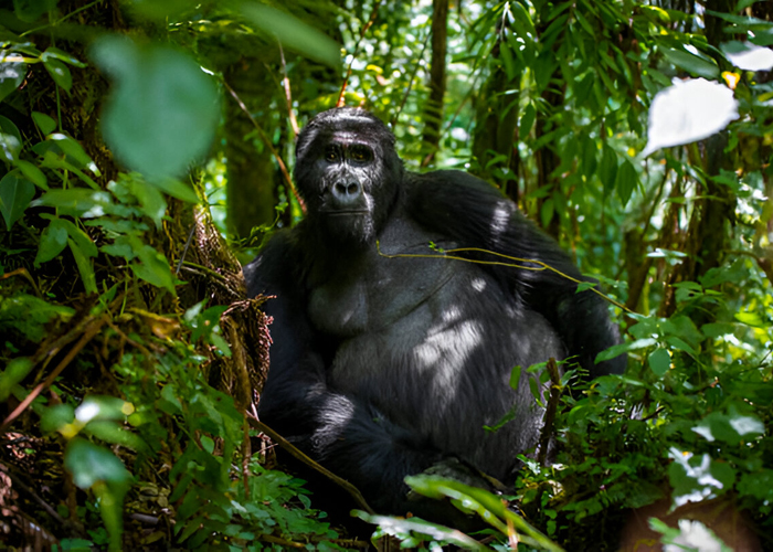 13-Day Gorillas, Wildlife, Big Five and Chimps Experience